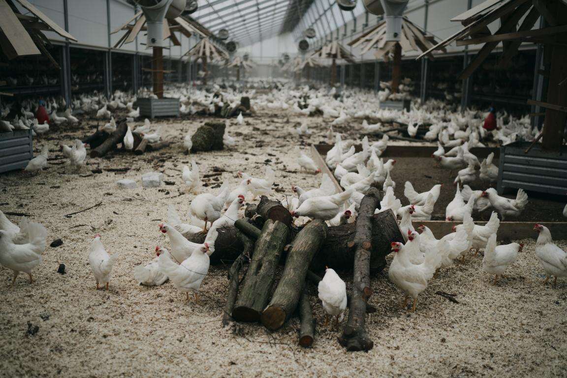 Kipster: the carbon-neutral dutch farm 