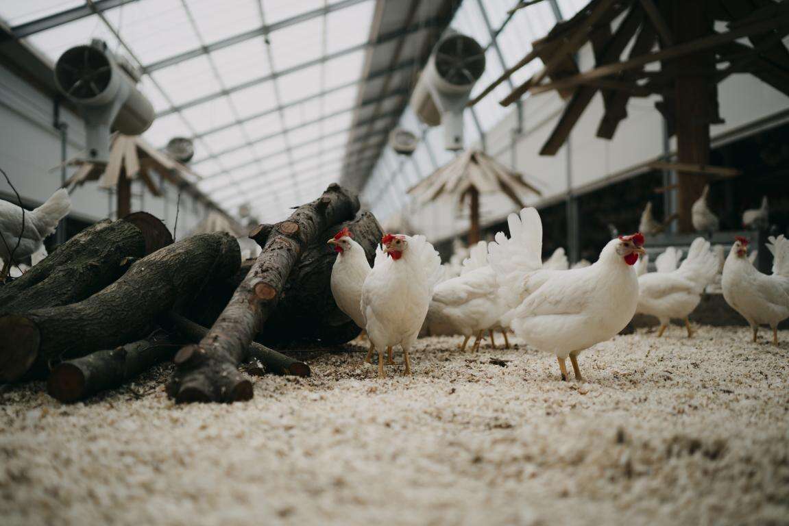 Kipster: the carbon-neutral dutch farm 